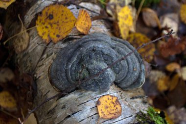 bir chag ahşap mantar