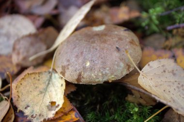 sonbaharda orman mantar