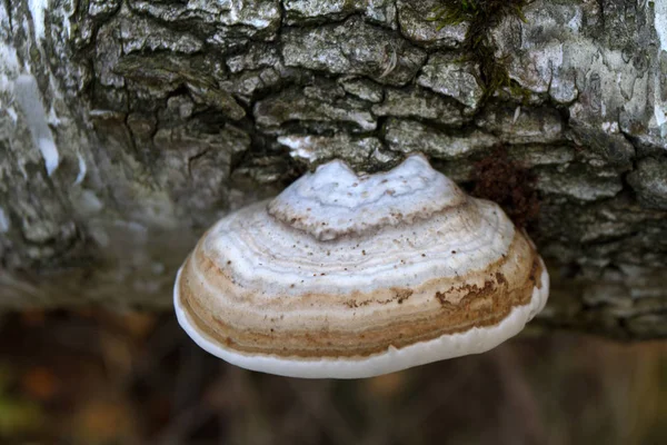 Holzpilz Von Einem Chag — Stockfoto