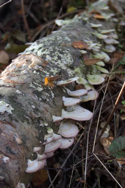 Wood Mushroom Chag — Stock Photo, Image