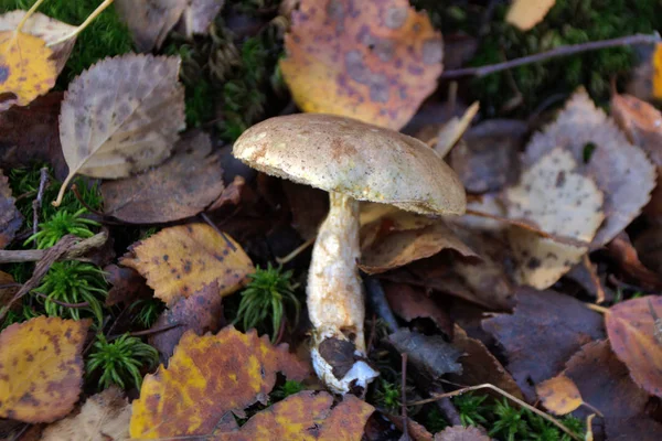 Skog Svamp Höst — Stockfoto