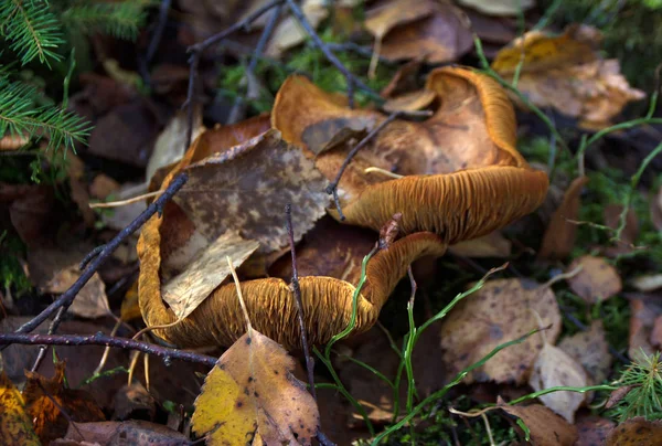 Skog Svamp Höst — Stockfoto