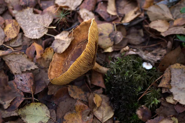 Waldpilze Herbst — Stockfoto