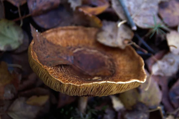 Waldpilze Herbst — Stockfoto