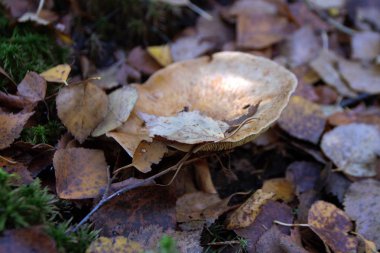 sonbaharda orman mantar