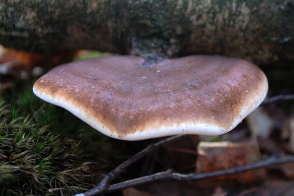 Holzpilz Von Einem Chag — Stockfoto