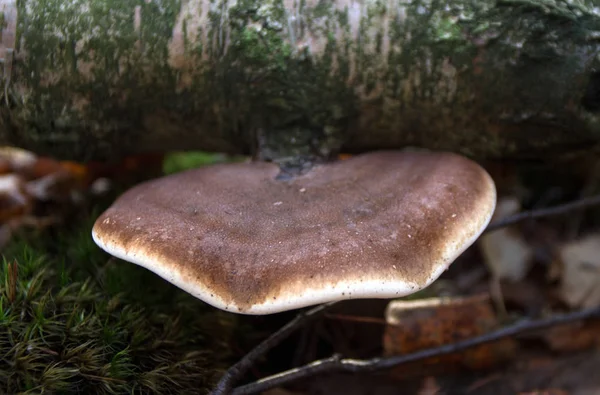 Holzpilz Von Einem Chag — Stockfoto