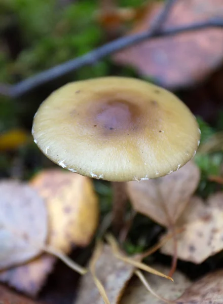 Waldpilze Herbst — Stockfoto