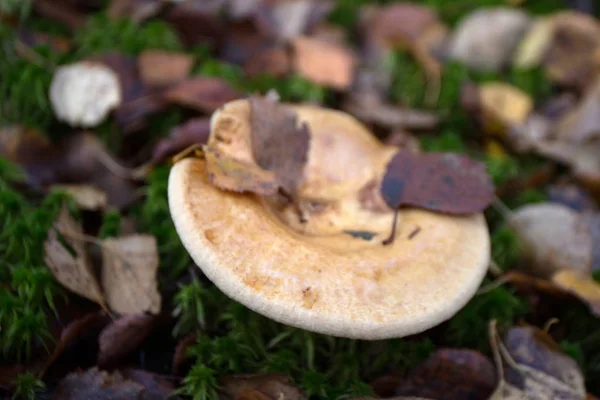 Waldpilze Herbst — Stockfoto