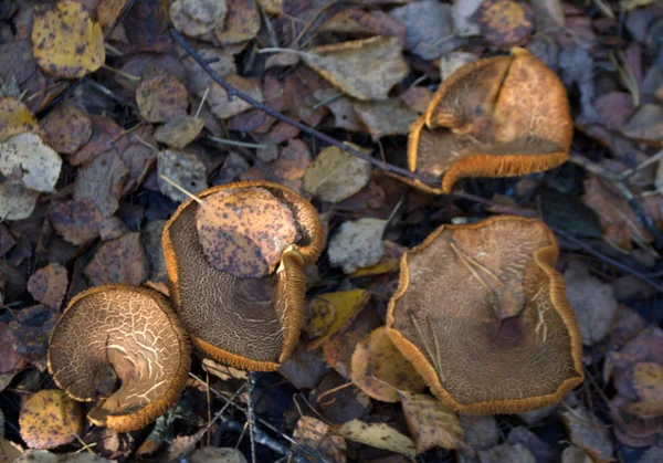 Setas Del Bosque Otoño — Foto de Stock