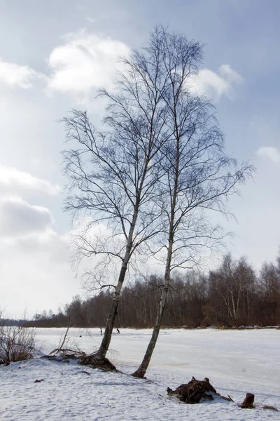 Boom Winter — Stockfoto