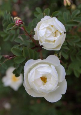 bir bahçe dekoratif çiçek