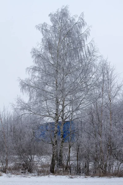 Drzewo Zimie — Zdjęcie stockowe