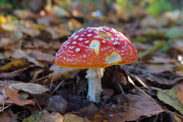 Fliegenpilz Laub — Stockfoto