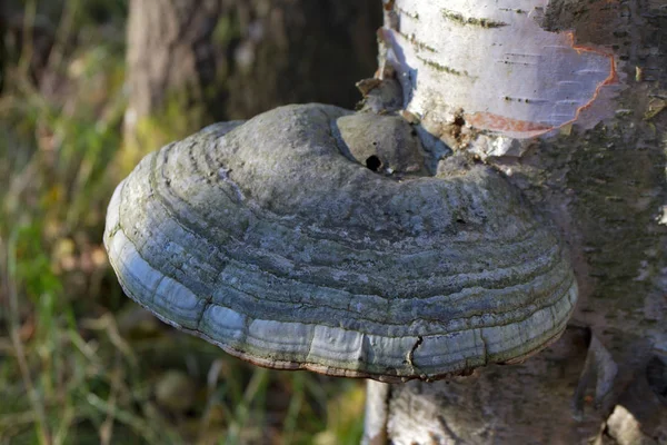 Las Setas Sobre Árbol — Foto de Stock