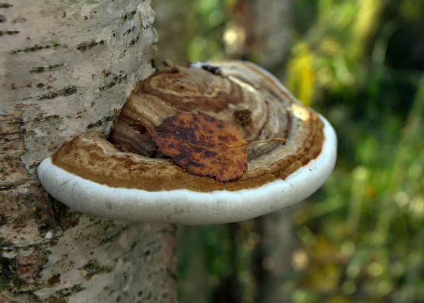 Pilze Auf Einem Baum — Stockfoto