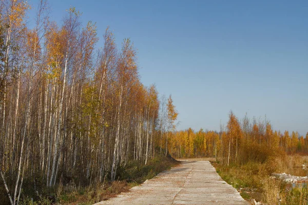 Camino Través Del Bosque — Foto de Stock