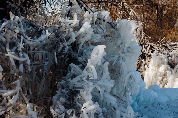 Frozen ice tree in the winter. The parts of the tree