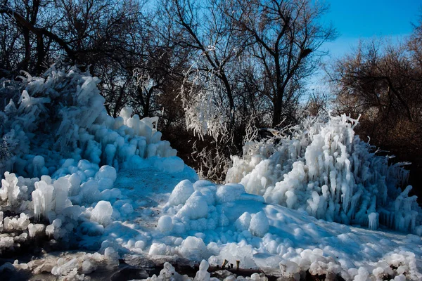 Frozen ice tree in the winter. The parts of the tree are frozen.