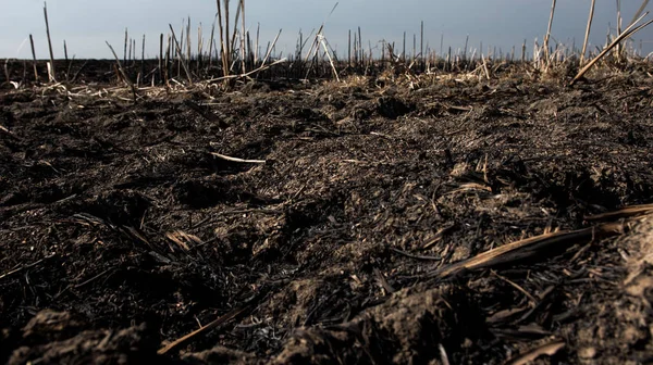 Campo Quemado Muerto Negro — Foto de Stock