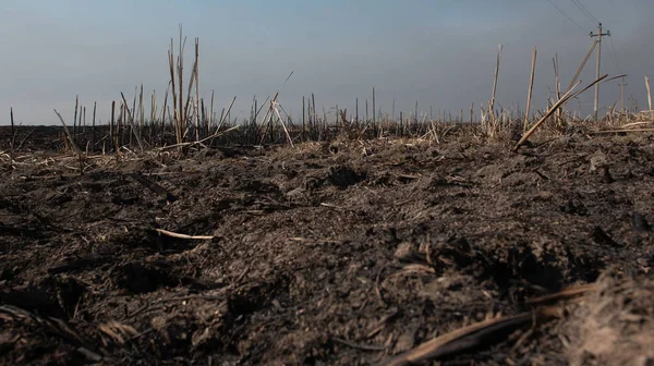 Campo Quemado Muerto Negro — Foto de Stock