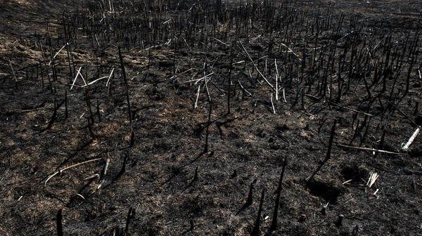 Campo Quemado Muerto Negro — Foto de Stock