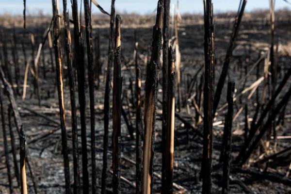 Campo Quemado Muerto Negro — Foto de Stock