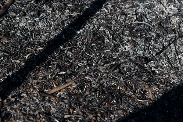 Black Dead Burned Field — Stock Photo, Image