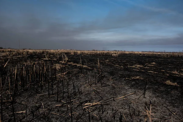 Campo Quemado Muerto Negro — Foto de Stock