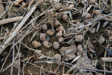 Nehir kabukları adlı fotoğrafa Nehri kıyısında