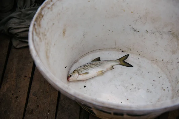 Pescado capturado se encuentra en un cubo blanco — Foto de Stock