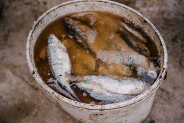 Yakalanan balıkları tuzlama işlemi. Kurutulmuş hamamböceği