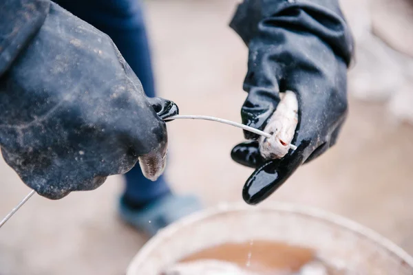 Il processo di salatura del pesce catturato. Scarafaggio essiccato — Foto Stock