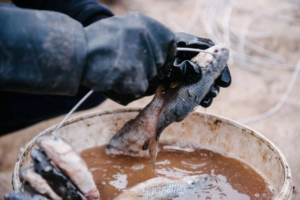 Il processo di salatura del pesce catturato. Scarafaggio essiccato — Foto Stock