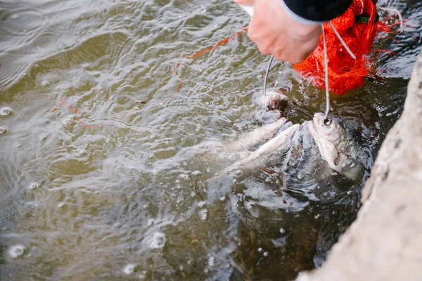 Processen försaltning fångad fisk. Torkad mört — Stockfoto