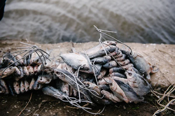 The process of salting caught fish. Dried roach — Stock Photo, Image