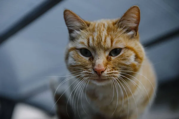 Gato callejero rojo mirando a la cámara — Foto de Stock