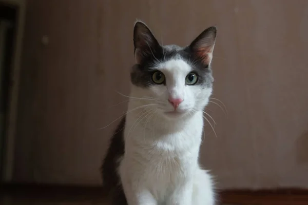 Gato cinza-branco olha para a lente da câmera close-up — Fotografia de Stock