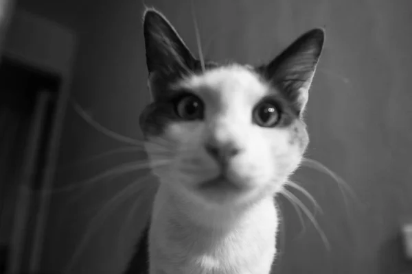 Gatto grigio-bianco guarda nell'obiettivo della fotocamera primo piano — Foto Stock