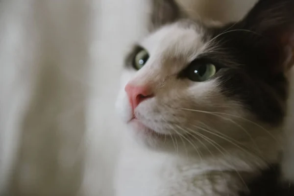 Chat gris-blanc regarde dans la lentille de l'appareil photo gros plan — Photo