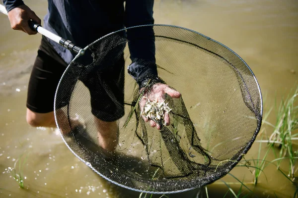 Rescate de alevines de peces de embalses áridos —  Fotos de Stock