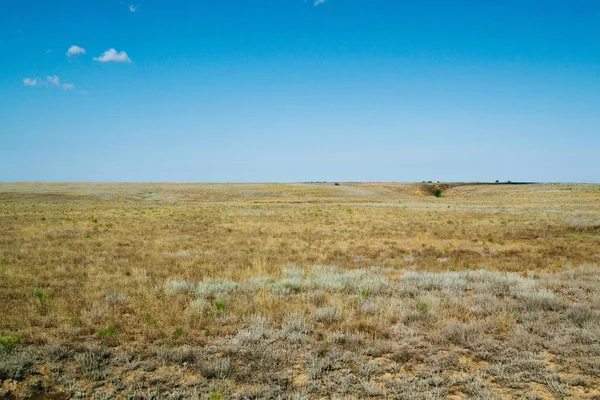 Paesaggio stepposo. Piante verdi solitarie su sabbia secca e calda — Foto Stock