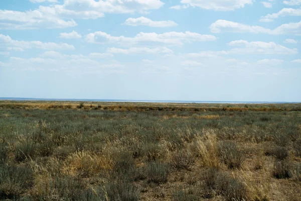 Paisagem de estepe. Plantas verdes solitárias em areia seca e quente — Fotografia de Stock