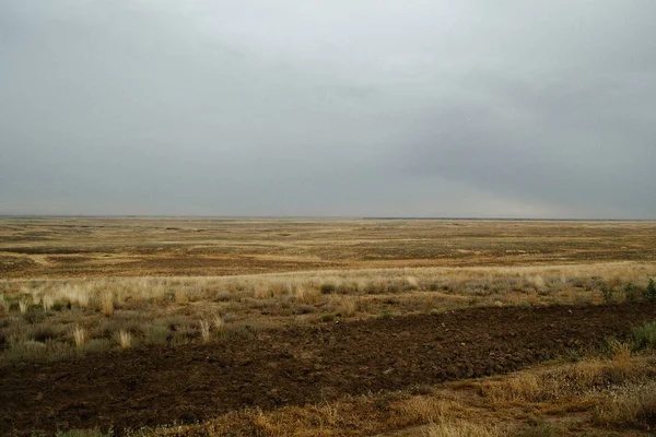 Paisagem de estepe. Plantas verdes solitárias em areia seca e quente — Fotografia de Stock