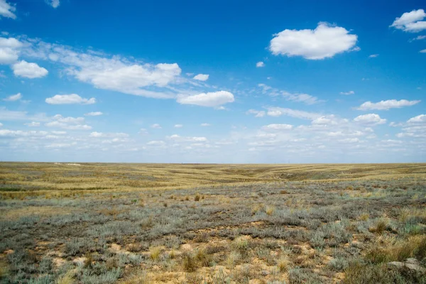 Paisagem de estepe. Plantas verdes solitárias em areia seca e quente — Fotografia de Stock