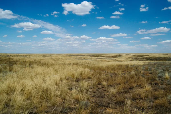 Paisagem de estepe. Plantas verdes solitárias em areia seca e quente — Fotografia de Stock