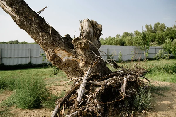 Árbol viejo y seco desarraigado yace en la naturaleza — Foto de Stock