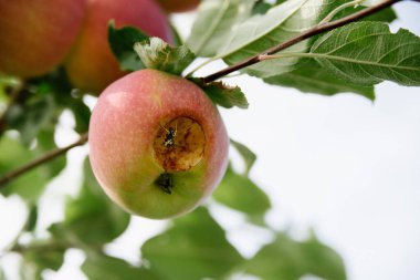 Bir dalda kırmızı elmalar hasat edilmeye hazır, açık havada, seçici odaklanma