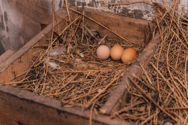 Uova Pollo Giacciono Nel Nido Paglia Pollo Depose Uova Nel — Foto Stock