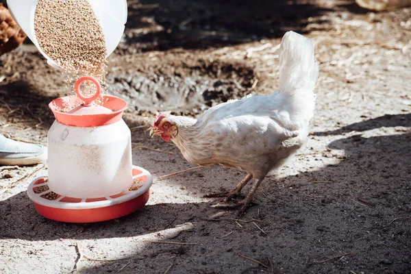 Dare Mangiare Polli Nel Cortile Persona Nutre Galline Con Grano — Foto Stock